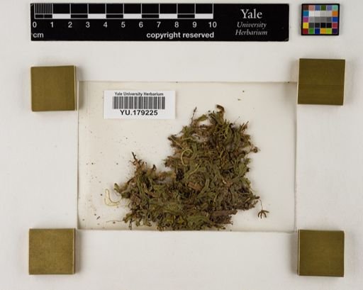Plantae