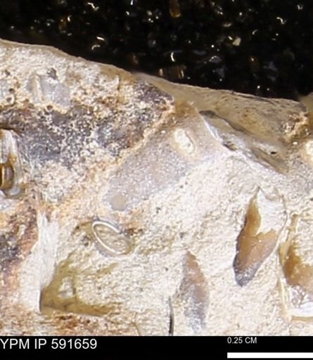 Serpulidae