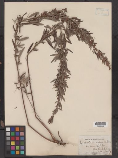 Lespedeza virginica