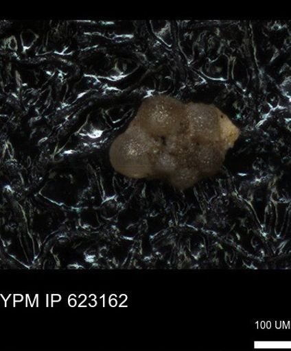 undet. Globorotaliidae