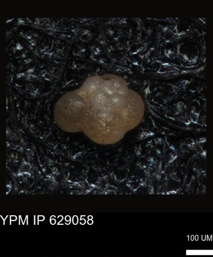 undet. Foraminiferida