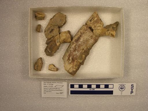 cf. Leptolambda