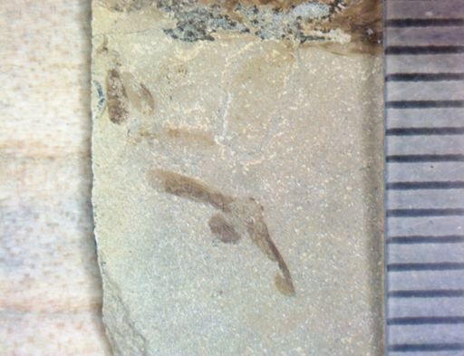 undet. Hemiptera