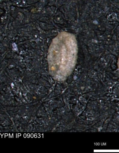 Miliammina inflata