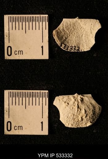 Chonetes illinoisensis