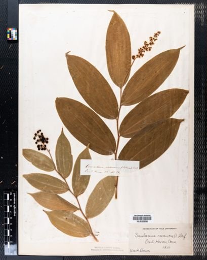 Maianthemum