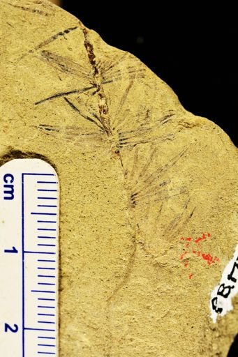Asterophyllites equisetiformis