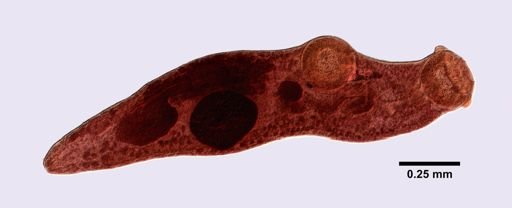 Crepidostomum