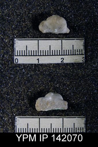 Chonetella nasuta