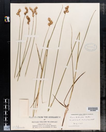 Carex bicknellii
