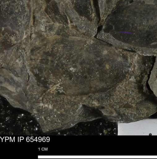 Protocardia sp.