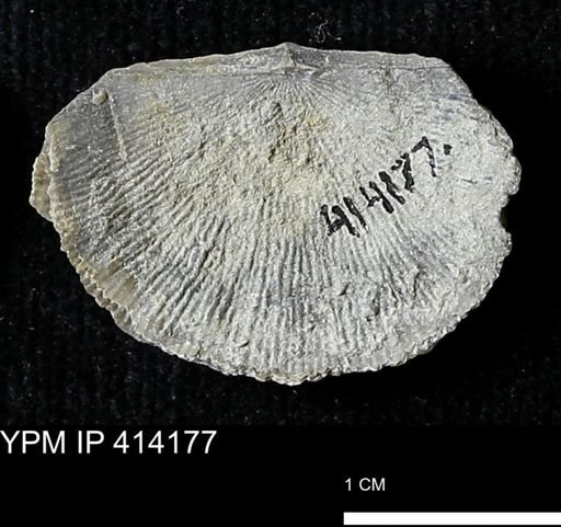 Devonochonetes mucronatus?