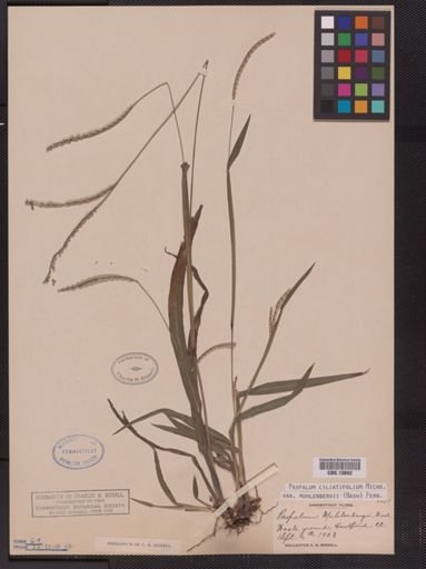 Paspalum ciliatifolium