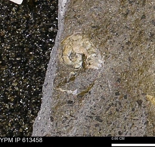 Scaphites sp.