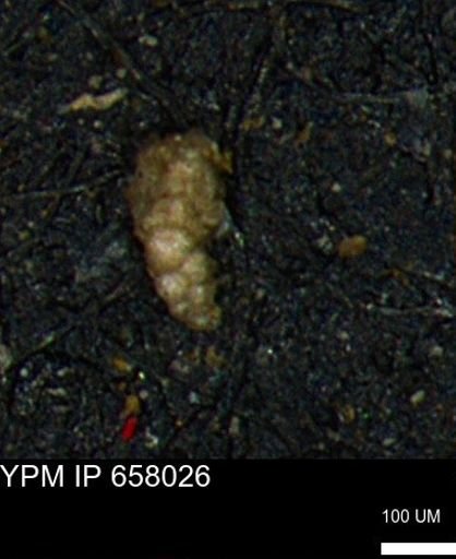 Verneuilinoides hectori