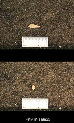 Meekospira choctawensis