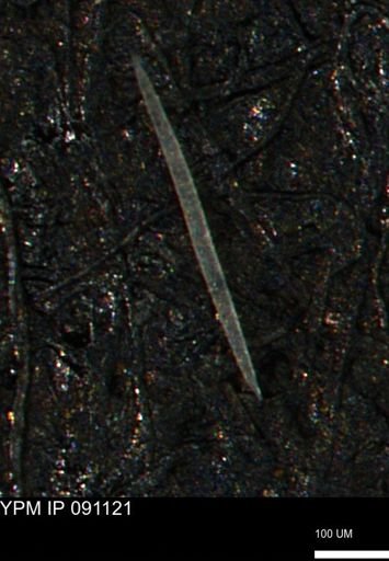 undet. Porifera
