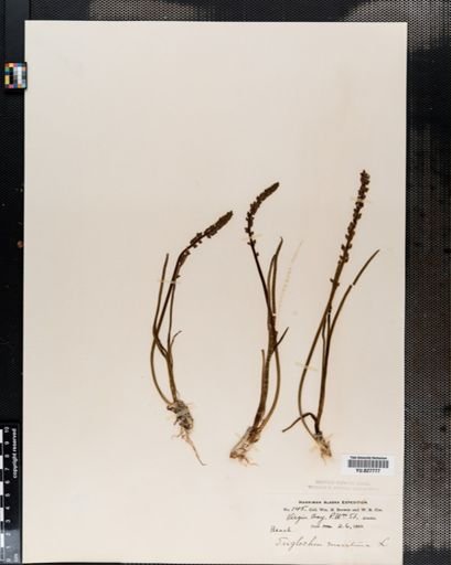 Triglochin maritima