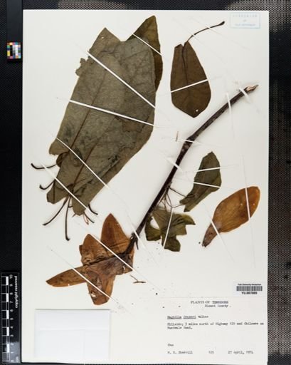 Plantae