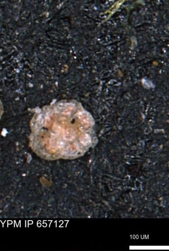 Trochammina depressa