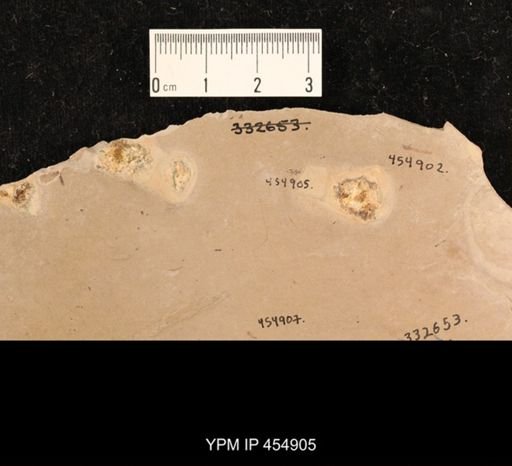 undet. Coleoptera