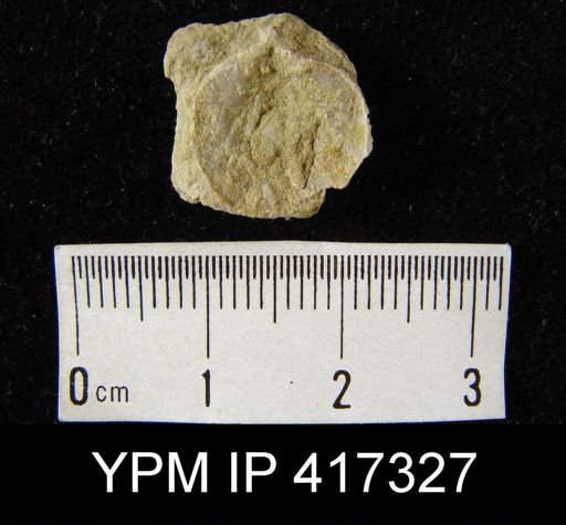 Anoplotheca planoconvexa