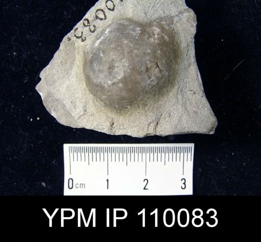 Brachyprion philomena