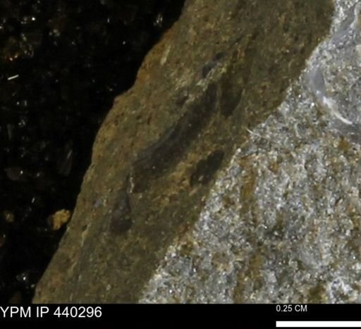 undet. Bivalvia
