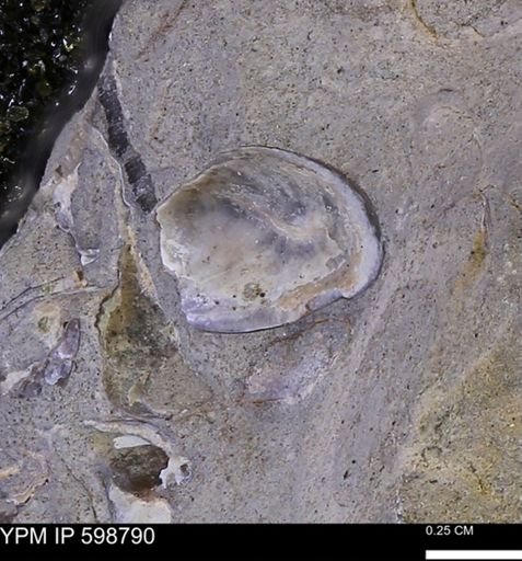 undet. Bivalvia