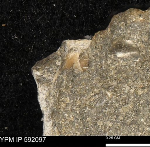 undet. Bivalvia