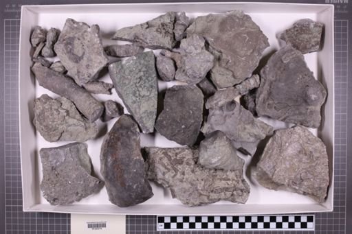 mixed taxa, stratigraphic collection