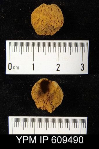 Uncinulus cf. gordoni