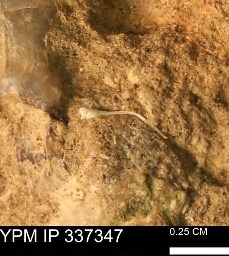 undet. Mollusca