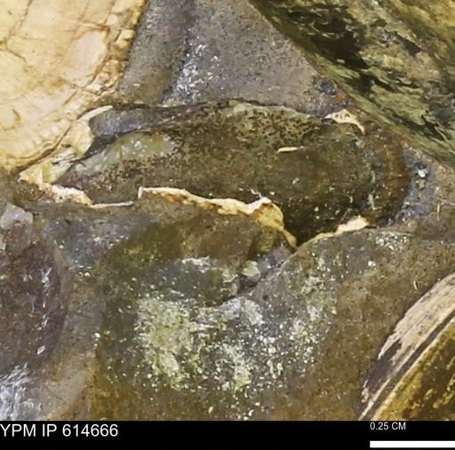 Parallelodon (Cosmetodon) sulcatinus