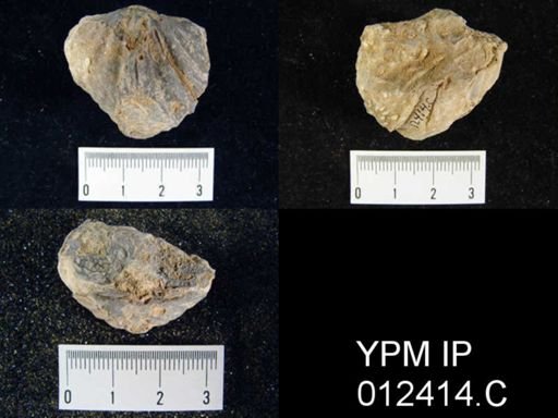 Spirifer sp.