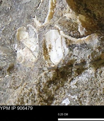 undet. Mollusca