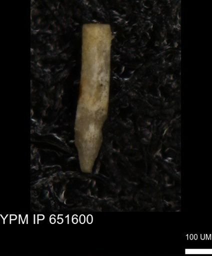 undet. Echinoidea