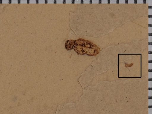 undet. Diptera