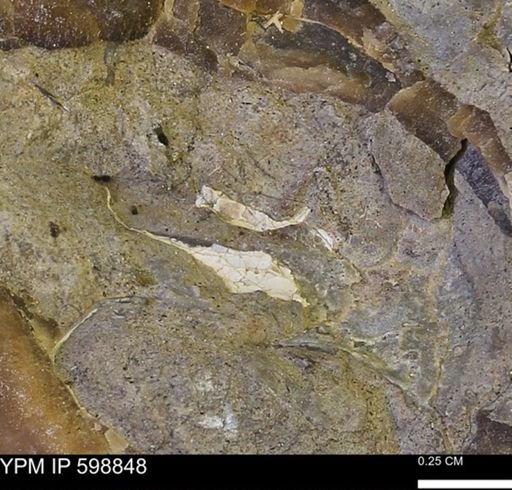 Hoploscaphites sp.