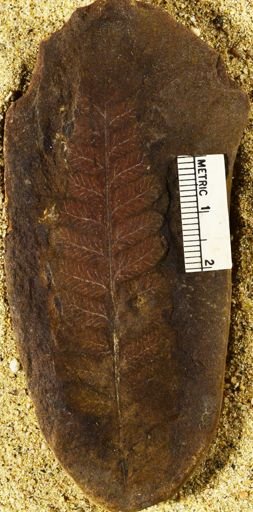 Pecopteris