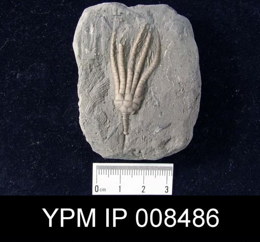 Scytalocrinus robustus