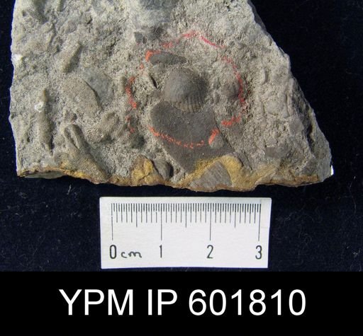 Crania sp.