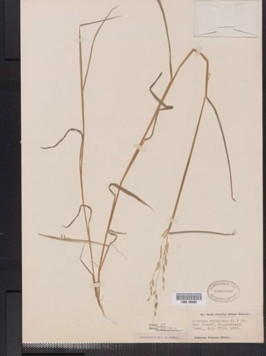 Leersia oryzoides