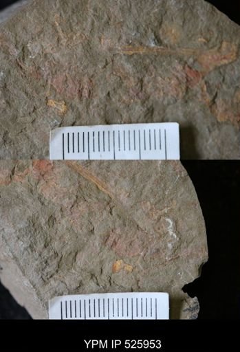 undet. Porifera