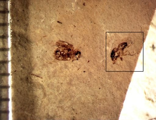 undet. Diptera
