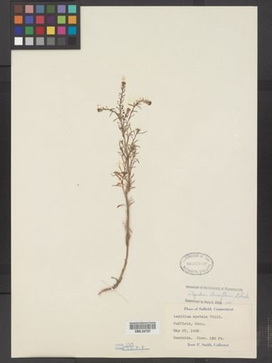 Lepidium densiflorum