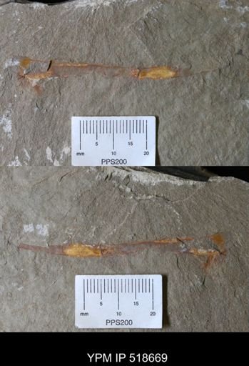 Sphenothallus?