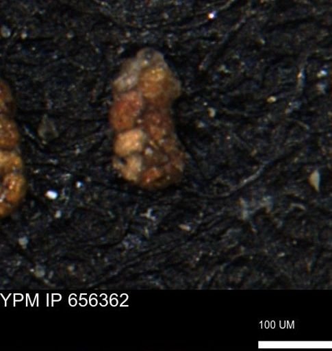 Ammobaculoides phaulus