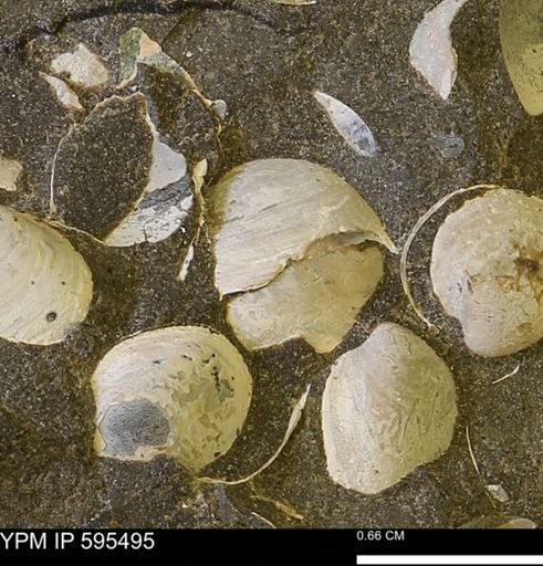 Protocardia sp.
