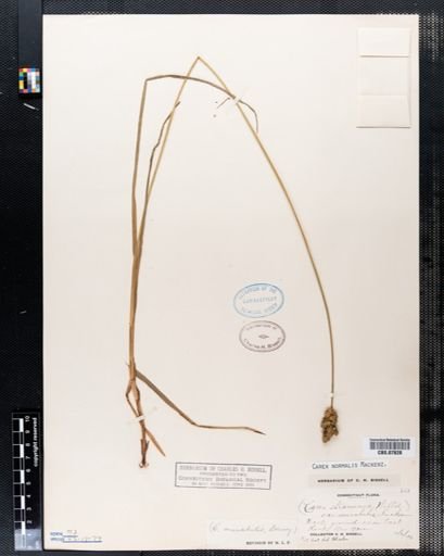Carex normalis